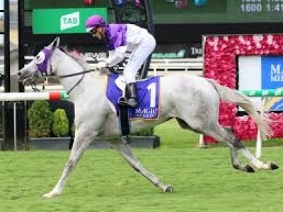 PREVIEW: 2020 MAGIC MILLIONS GOLD COAST 2YOS IN TRAINING SAL ... Image 2
